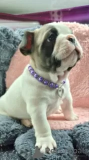 Photo №4. I will sell french bulldog in the city of Berlin. private announcement - price - Is free