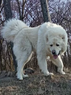 Additional photos: We offer a large male Caucasian Shepherd, white color