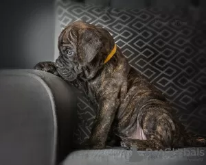 Additional photos: cane corso puppies