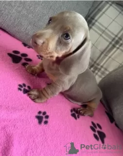 Photo №3. AKC Miniature Dachshund Puppies. United States