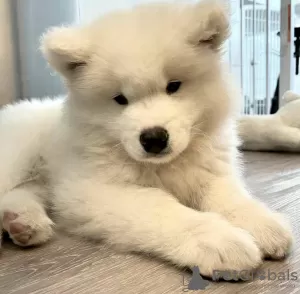 Photo №3. Gotowe teraz Akc zarejestrowane Szczenięta Samoyed. Chłopcy i dziewczęta. Poland