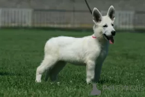 Additional photos: White Swiss Shepherd puppies