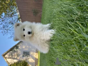 Additional photos: Samoyed puppy