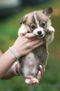 Additional photos: Welsh corgi pembroke puppies