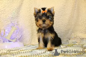 Photo №1. yorkshire terrier - for sale in the city of Jerusalem | negotiated | Announcement № 19571