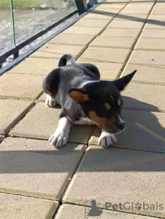 Photo №3. Basenji puppies. Serbia