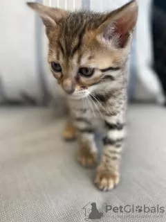 Photo №2 to announcement № 11504 for the sale of bengal cat - buy in Germany 