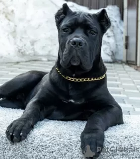 Additional photos: Cane Corso