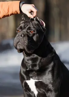 Photo №2. Mating service cane corso. Price - negotiated