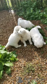 Photo №4. I will sell samoyed dog in the city of Le Lion-d'Angers. breeder - price - Is free