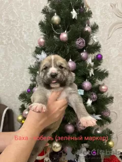 Additional photos: Puppies of the Central Asian Shepherd Dog