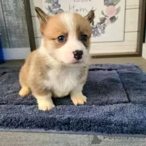 Photo №1. welsh corgi - for sale in the city of Jastrzębia Góra | 412$ | Announcement № 13595