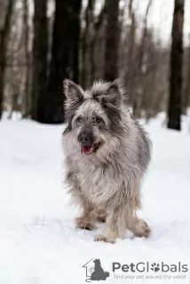 Additional photos: A beautiful dog in good hands.