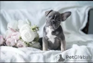 Photo №1. french bulldog - for sale in the city of Cherepovets | 897$ | Announcement № 25617