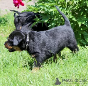 Additional photos: Rottweiler puppy