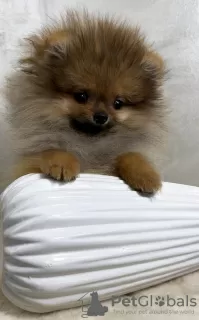 Photo №4. I will sell pomeranian in the city of Belgrade.  - price - Is free