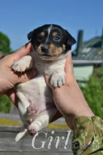 Additional photos: Puppies Jack Russell from the kennel