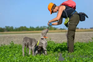 Additional photos: Weimaraner puppy