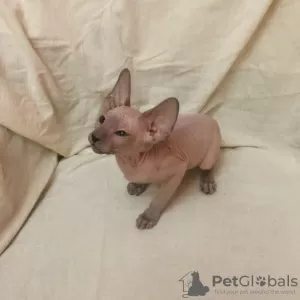 Photo №4. I will sell peterbald in the city of St. Petersburg. from nursery - price - negotiated