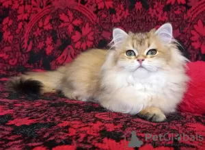 Photo №4. I will sell british longhair in the city of Yeisk. breeder - price - 700$