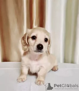 Photo №3. Offered for sale a puppy cream dachshund, Cream dachshund golden, Rare color.. Ukraine