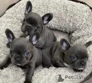 Photo №1. french bulldog - for sale in the city of Милани | negotiated | Announcement № 114175