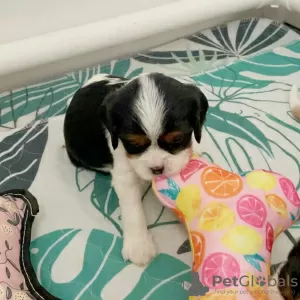 Photo №3. Beautiful Cavalier king Charles,. United Kingdom