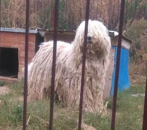 Photo №3. Komondor. Russian Federation