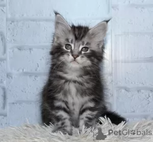 Photo №3. Maine Coon on silver. Russian Federation