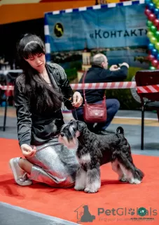 Photo №3. Miniature Schnauzer puppies for sale. Russian Federation