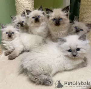 Photo №1. siberian cat - for sale in the city of Штутгарт | negotiated | Announcement № 32041