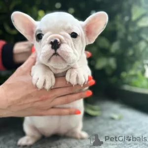 Additional photos: Beautiful french bulldog puppies for sale male and female