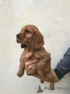 Additional photos: American cocker spaniel 4 females 1 male A quality puppies