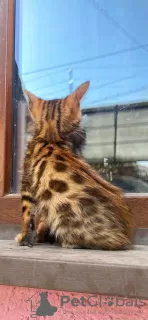 Additional photos: Wonderful Bengal kittens