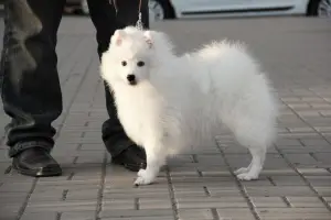 Photo №2. Mating service japanese spitz. Price - 200$