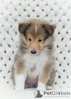 Photo №3. sheltie puppy. Russian Federation