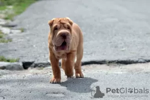 Photo №2 to announcement № 12626 for the sale of shar pei - buy in Finland breeder