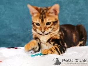 Additional photos: Bengal kittens