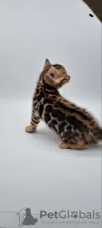 Photo №4. I will sell bengal cat in the city of Alabama Shores. private announcement - price - 300$