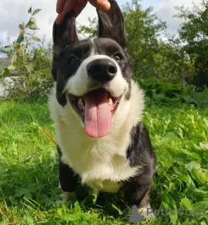 Photo №3. Cardigan Welsh Corgi babies. Russian Federation