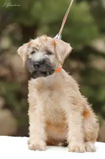 Additional photos: Puppies Irish Soft Coated Wheaten Terrier.