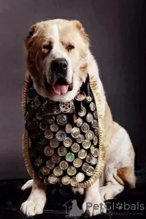 Photo №3. Selling puppies of the Central Asian Shepherd. Ukraine