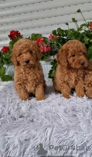 Additional photos: Toy Poodle puppies