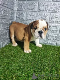 Additional photos: English bulldog