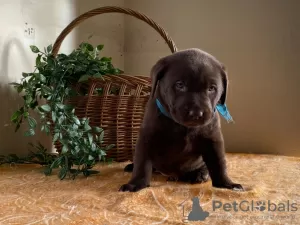 Photo №1. labrador retriever - for sale in the city of Nordfjordeid | 417$ | Announcement № 8219