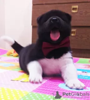 Additional photos: American Akita Puppies