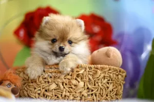 Additional photos: Pomeranian Pomeranian Puppies Girls