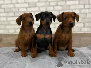 Photo №1. miniature pinscher - for sale in the city of Oklahoma City | negotiated | Announcement № 126300