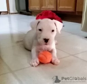 Photo №1. dogo argentino - for sale in the city of Аугсбург | 581$ | Announcement № 127488