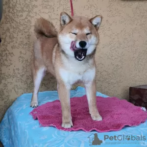 Photo №1. shiba inu - for sale in the city of Kishinev | 832$ | Announcement № 19760